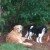 Dogs Lost in Conyers Area